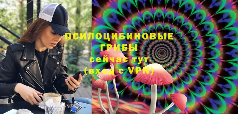 площадка клад  Благодарный  Галлюциногенные грибы Psilocybine cubensis 